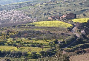 Giacche Verdi Bronte Agricoltura Biologica