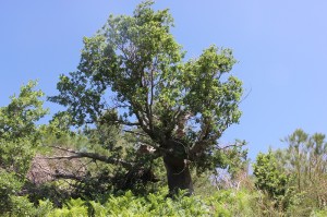 Quercia Monte Egitto